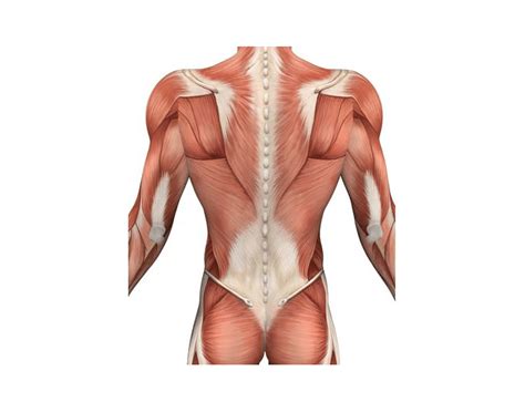 All three act to ipsilaterally side bend the neck. Back of Torso Muscles - Printable