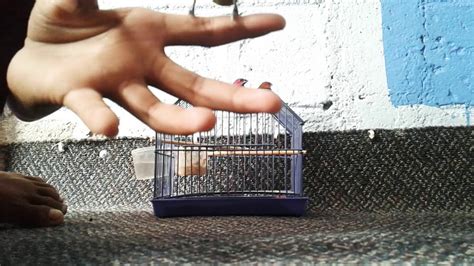 Jenis burung yang mengganggu adalah burung pipit, atau di beberapa daerah biasa disebut dengan burung emprit (lonchura leucogastra). Balapan burung pipit - YouTube