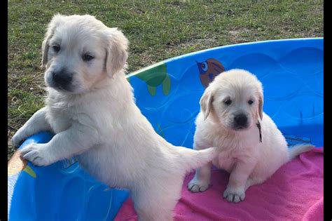 Golden retriever puppies for sale. Life With Goldens - Golden Retriever Puppies For Sale ...