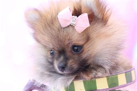 Maybe you would like to learn more about one of these? Pomeranian Puppy | Pomeranian puppy teacup, Teacup pomeranian, Pomeranian puppy