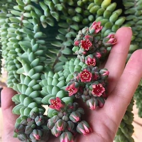 Succulents are all the rage right now. Burros Tail blooms | Succulent garden indoor, Succulents ...