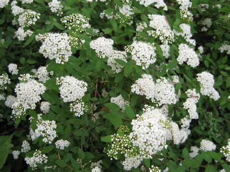 Le piante rampicanti da fiore sono numerose, possono offrire fiori profumati e dalle tonalità più svariate (fiori rossi, fiori viola, azzurri. Piante e Fiori: Spirea (Spiraea)