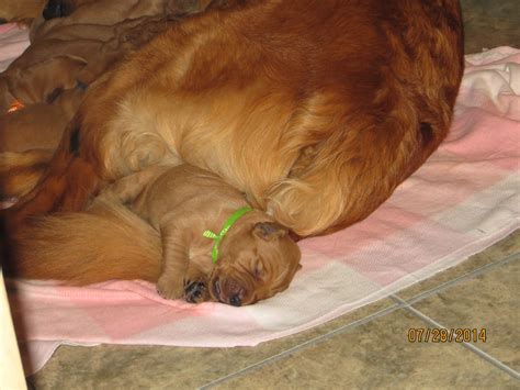 How to determine the breathing rate of a puppy why do puppies breathe rapidly in their sleep? 36 HQ Images Do Puppies Breath Fast When They Are Sleeping ...