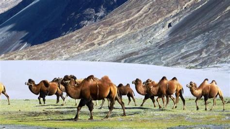 A tough outer membrane protects against hot and rocky how fast is a bactrian camel? Indian Army's latest 'weapon' against China in Ladakh: Two ...