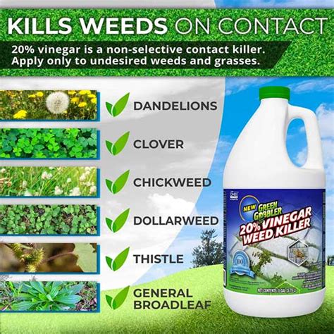 Mix roundup concentrate at a rate of 6 ounces. Green Gobbler Weed Killer - Why Does it Work so Well?