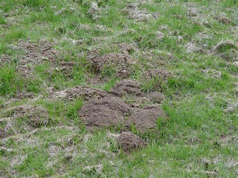 Look for qualified and licensed pest control professionals and companies that are members of national, state or local pest management associations. Gopher Control | How to Get Rid of Gophers | Kill Gophers