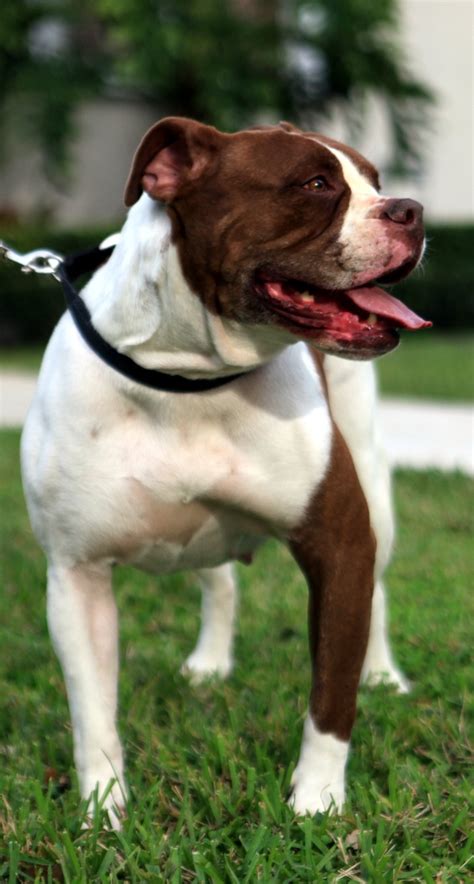 They are both working dogs and house pets. American Bulldog Rescue - 501C3 Not-for-Profit Dog Rescue ...