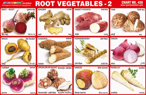 Maybe you would like to learn more about one of these? List Of All Root Vegetables With Pictures