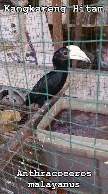 Berikut rincian kode singkatan nama kota di kalimantan selatan. WEST BORNEO CONSERVATION