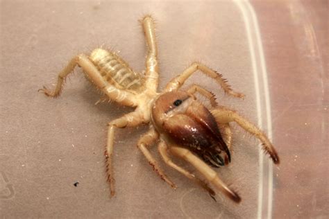 The giant camel spider, one of the worlds biggest spiders, lives in desert environments and comes from the solifugae order of. File:USMC-050510-M-7846V-002.jpg - Wikimedia Commons