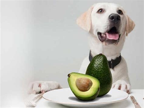 We did not find results for: Can Dogs Eat Avocado? What Do The Experts Say? | Can dogs ...