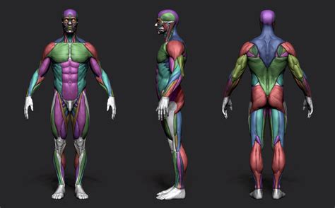 10 684 male anatomy stock video clips in 4k and hd for creative projects. Pascal ACKERMANN - Anatomy Male Tool Reference for Artists