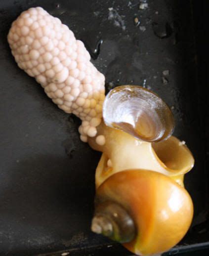 Spring is probably the best time to do this. How to breed mystery snails (Ampullaria) with pictures ...