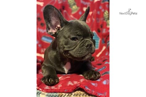 We go live daily at 2pm on our website to see our puppies. Blue Male: French Bulldog puppy for sale near San Antonio ...