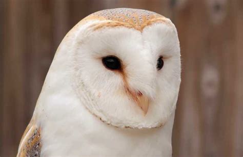 Ordo strigiformes sendiri merupakan sekelompok burung dengan ciri khas berkepala besar dengan bentuknya yang bulat. Perbedaan Burung Hantu Putih Indonesia dan Burung Hantu ...