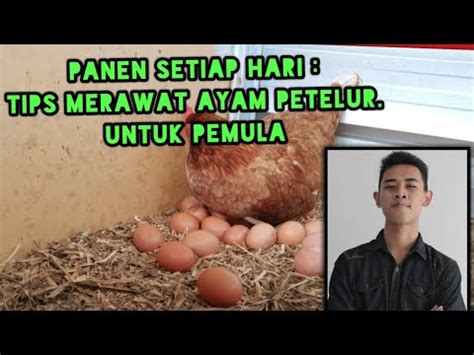 Juragan ayam pullet ayam petelur siap bertelur jogja via ayampulletjogja.blogspot.com. SETIAP HARI PANEN : CARA MERAWAT AYAM PETELUR - YouTube