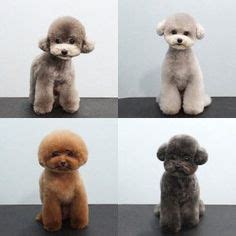 Cute puppies cute dogs poodle puppies lab puppies silver poodle grey poodle poodle cuts puppy cut tea cup poodle. Pinterest