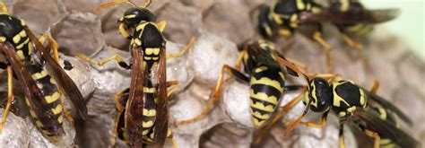 Pest control in spring, tx. Michigan Wasp Extermination