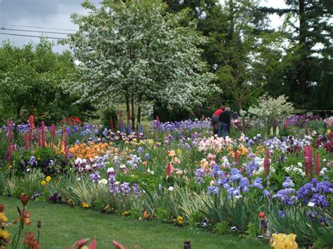 The BIG Holiday: Schreiner's Iris Gardens.