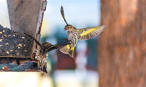There is absolutely nothing worse than planting something. 12 Tips on How to Keep Birds From Eating Grass Seed ...