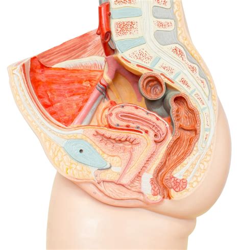 • divided into the true and false pelvis by the iliopectineal continuation of the broad ligament extends across the pelvic floor attaches at the isthmus portion of the uterus firmly supports the cervix. The Muscles That Control the Pelvic Floor | PeriCoach