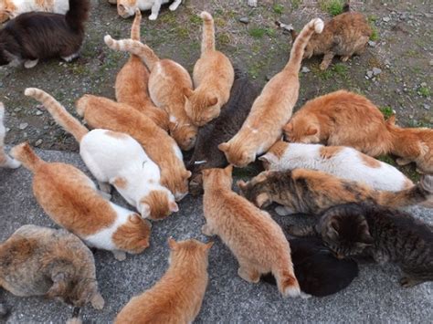 Sebab utama pulau itu menjadi tarikan orang ramai adalah kerana kucingnya! Wisata Kucing di Pulau Aoshima - Tempat Wisata di Ehime ...