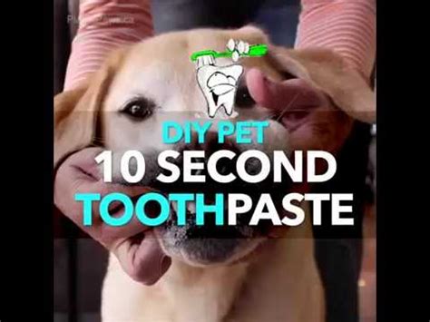 If your goal is to create vibrant health for your animals i invite you to tune in to my podcast. DIY ToothPaste for Pets - recommended by Dr. Karen Becker ...