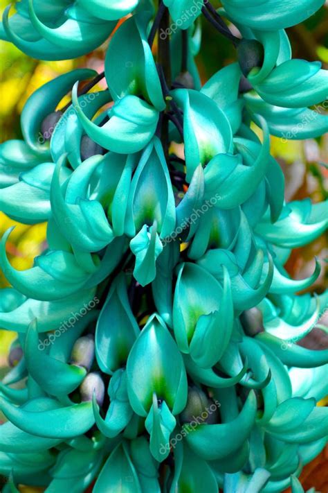 Maybe you would like to learn more about one of these? Exotic Flower Plant Jade Vine Flower Blue Green Colorful ...
