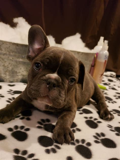 12 weeks old, with microchip. French Bulldog Puppies For Sale | West Plains, MO #312175