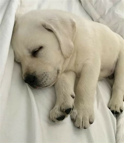 There are 3251 lab retriever puppy for sale on etsy, and they cost $8.15 on average. So cute🐶 | Labrador retriever, Retriever puppy, Lab puppies