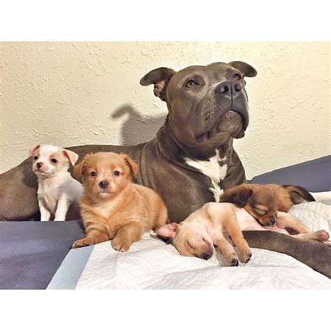 This quick tips guide goes in depth into how to deliver puppies before, during and after! Chihuahua Rescue Puppies & Their Pit Bull Foster Mom ...