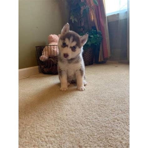 Alaska husky puppies if you're looking to get a great dog, a husky puppy is an ideal choice. Two lovely Husky Pups in Indianapolis, Indiana - Puppies ...