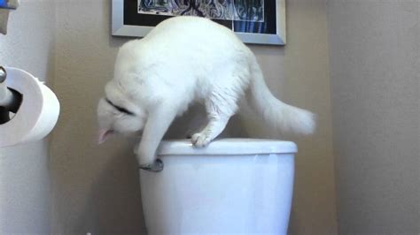 The cat then proceeds to relieve itself. bunnicula cat flushing toilet.MOV - YouTube