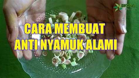 Celupkan dalam air yang sudah dimasak bersama serai, jahe dan cengkeh. CARA MEMBUAT ANTI NYAMUK ALAMI | KHASIAT SERAI | HOW TO ...