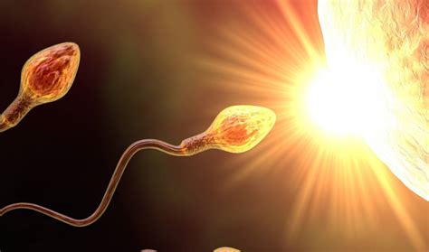 Wie lange dauert die schwangerschaftsübelkeit? Ablauf einer Befruchtung | Pro Femina e.V.