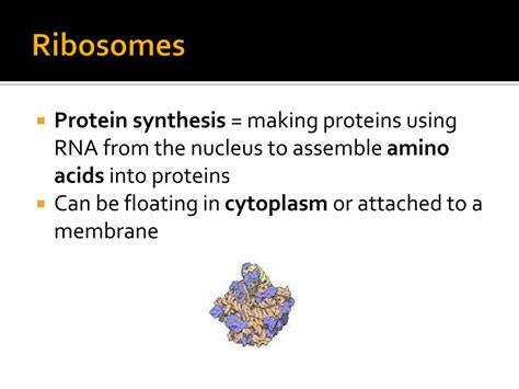 Cell walls outside functions include endocytosis, exocytosis, maintain turgor pressure in a plant cell, transportation. PPT - Cell Structure PowerPoint Presentation, free ...