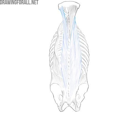 Male torso types #torso #types #drawings ; Torso Muscles Anatomy | Drawingforall.net
