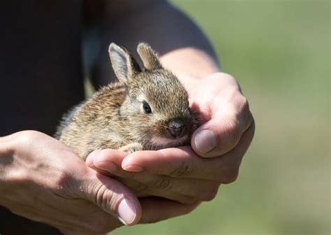 Questi animali sono tanto dolci e dal animo sensibile e ciò li rende perfetti soprattutto per chi è alle prime esperienze con i cani. Animali da compagnia: quali sono e cosa devi sapere