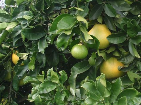 Puisi adalah satu diantara bentuk karya sastra yang berfungsi sebagai pengungkap perasaan dari penyair. JENIS-JENIS LIMAU (CITRUS FRUITS) - Koleksi Gambar & Video ...