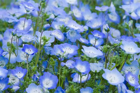 How do we know they're the hottest? Nemophila menziesii (Baby Blue Eyes)