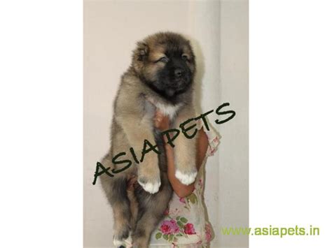 Welsh corgi puppies are small kinds of herding dogs, which are believed to have originated from wales in europe. Cane corso Puppy for sale good price in delhi