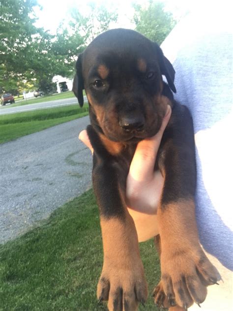 Puppies for sale dog 10 plush stuffed animal adorable. Doberman Pinscher Puppies For Sale | Lockport, NY #210759