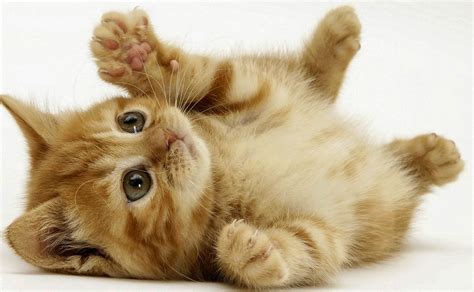 Personally, i cannot get enough of them. Wednesday whimsies - The IPKat