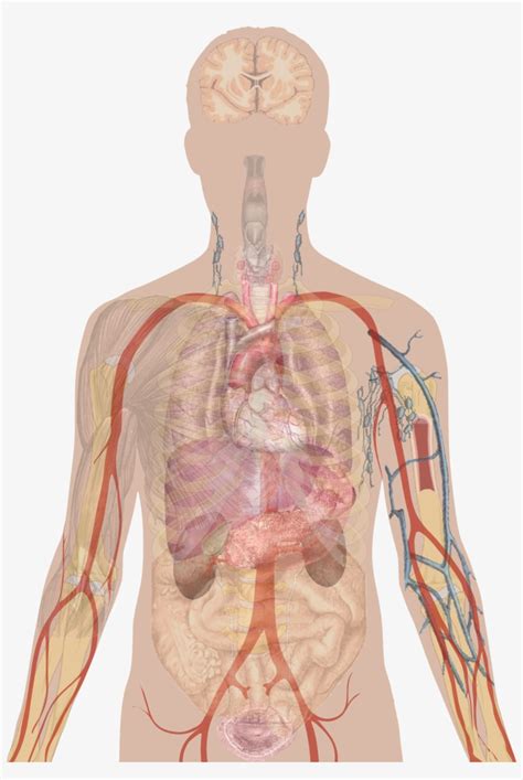 Molly smith dipcnm, mbant • reviewer: Plug Diagram Unlabelled - How To Map Electrical Circuits ...