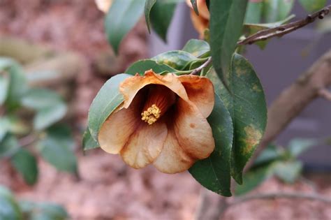 The technical name for the fungal disease is anthracnose. Camellias Lost All Its Leaves