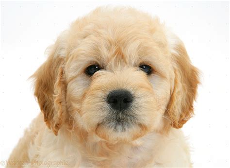 Any state alabama alaska arizona arkansas california colorado connecticut delaware district of columbia florida georgia hello, we have several litters of golden doodle puppies for sale in flushing, bayside, queens ny. Golden Retriever Puppies For Sale In Northern Colorado ...