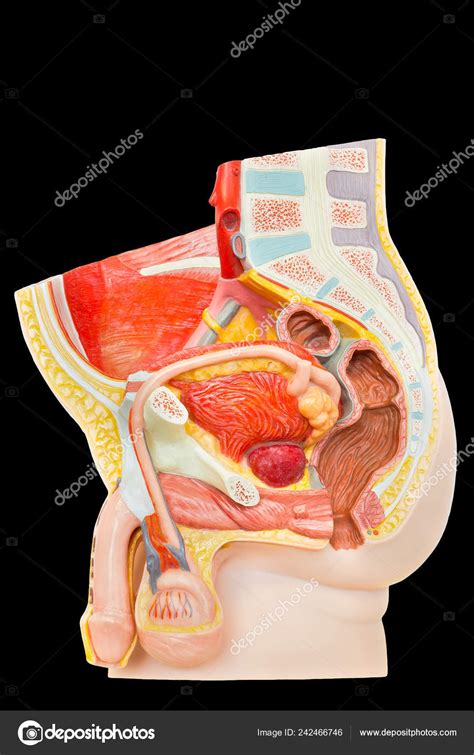 Anatomy of the back organs. Model Internal Male Organs Lower Abdomen Isolated Black ...