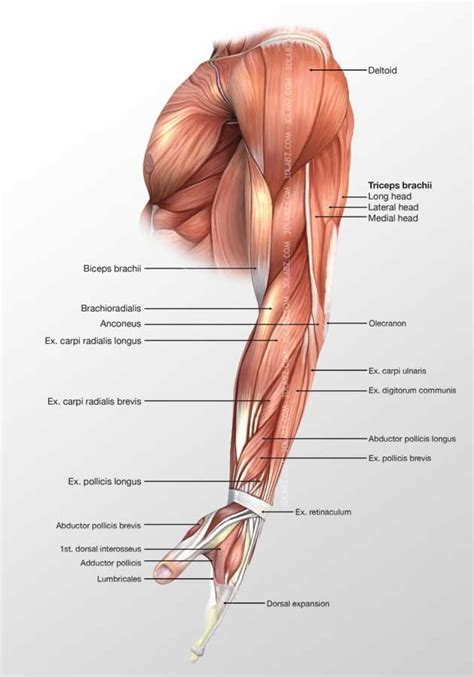 The muscles of the upper arm are responsible for the flexion and extension of the forearm at the elbow joint. Arm Lateral Muscles 3D Illustration labeled
