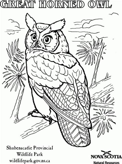 Below are some free printable owl coloring pages for kids. Realistic Great Horned Owl coloring page for adults ...