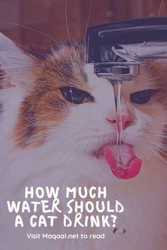 Cats start drinking increased quantities of water for a wide range of reasons, including a dry diet how do i know if my cat is drinking too much water? My Cat Won't Drink: How Much Water Cats Need. What does it ...